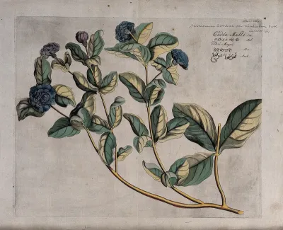 Arabian jasmine (Jasminum sambac (L.) Aiton): branch with double flowers and fruit