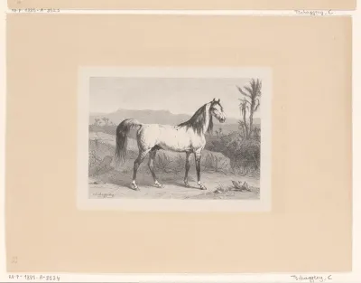 Arabisch paard