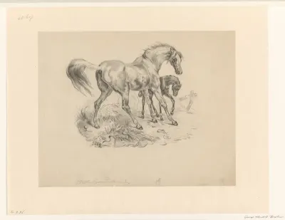Arabisch paard met veulen