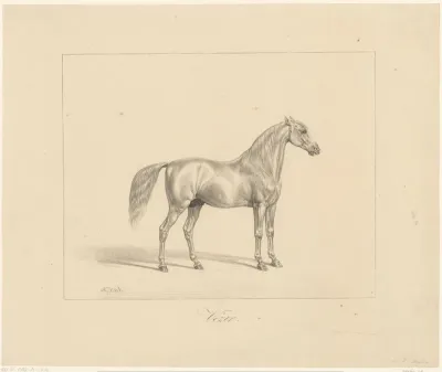 Arabische hengst