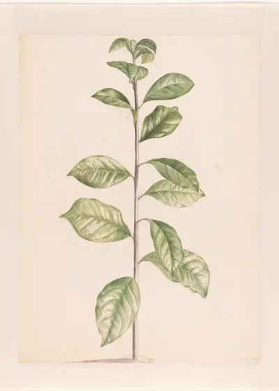 Arabische koffieplant