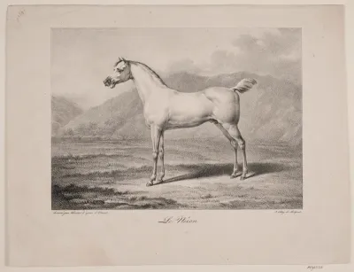 Arabisk hest: "Le Néron"