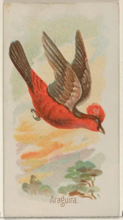 Araguira, from the Song Birds of the World series (N23) for Allen & Ginter Cigarettes