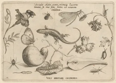 Archetypa studiaque patris Georgii Hoefnagelii [Part 1, Plate 11]