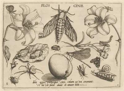Archetypa studiaque patris Georgii Hoefnagelii [Part 1, Plate 8]