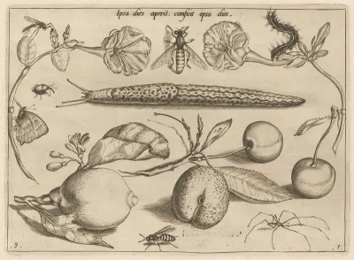 Archetypa studiaque patris Georgii Hoefnagelii [Part 1, Plate 9]
