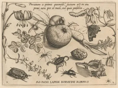 Archetypa studiaque patris Georgii Hoefnagelii [Part 2, Plate 7]