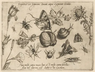 Archetypa studiaque patris Georgii Hoefnagelii [Part 3, Plate 11]