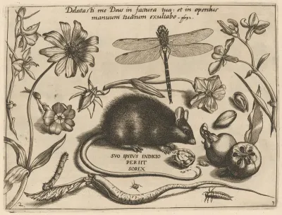 Archetypa studiaque patris Georgii Hoefnagelii [Part 3, Plate 2]