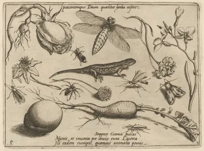 Archetypa studiaque patris Georgii Hoefnagelii [Part 3, Plate 5]