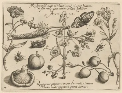 Archetypa studiaque patris Georgii Hoefnagelii [Part 3, Plate 7]