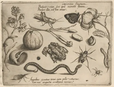 Archetypa studiaque patris Georgii Hoefnagelii [Part 4, Plate 10]