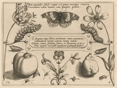 Archetypa studiaque patris Georgii Hoefnagelii [Part 4, Plate 12]