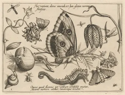 Archetypa studiaque patris Georgii Hoefnagelii [Part 4, Plate 1]