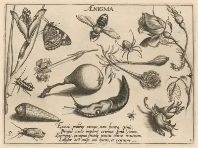 Archetypa studiaque patris Georgii Hoefnagelii [Part 4, Plate 5]