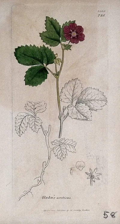 Arctic raspberry (Rubus arcticus): flowering stem, root and floral segments