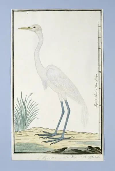 Ardea alba (Grote zilverreiger)