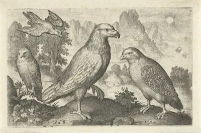 Arend en andere roofvogels