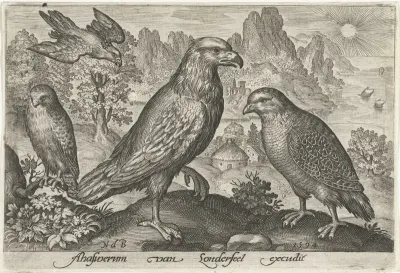 Arend en andere roofvogels