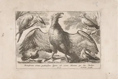 Arend en andere vogels