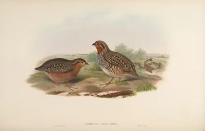 Argoondah Bush-Quail