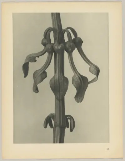 Aristolochia clematitis