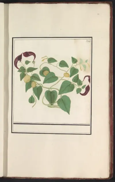 Aristolochiaceae?