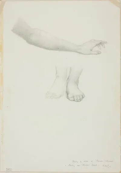Arm and Feet, study for Mirror of Venus