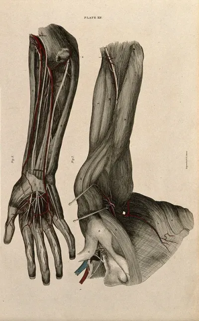 Arm and shoulder: two figures of a dissection, with blood vessels and nerves indicated in red and blue