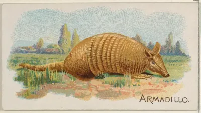 Armadillo, from the Quadrupeds series (N21) for Allen & Ginter Cigarettes