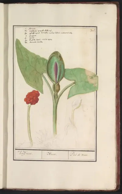 Aronskelk (Arum)