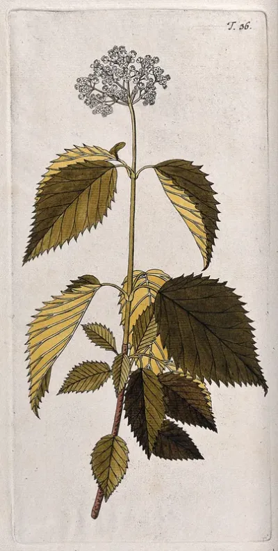 Arrowwood (Viburnum dentatum L.): flowering stem