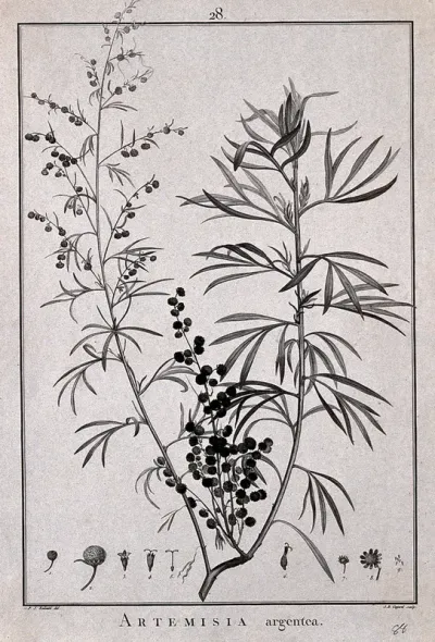 Artemisia argentea: flowering and fruiting stem and floral segments