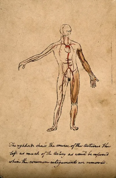 Arterial system in a man: figure with right arm raised
