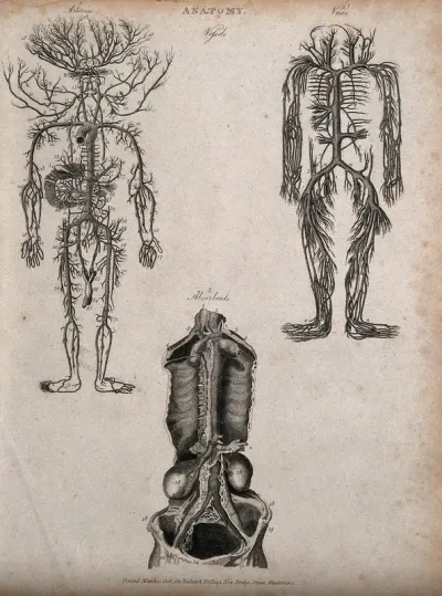 Arterial, venous and absorbent systems: three figures showing the arteries and veins of the human body, with a dissected torso detailing the absorbents