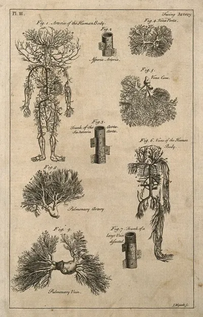 Arteries and veins, illustrating an article entitled "Artery" in an encyclopedia