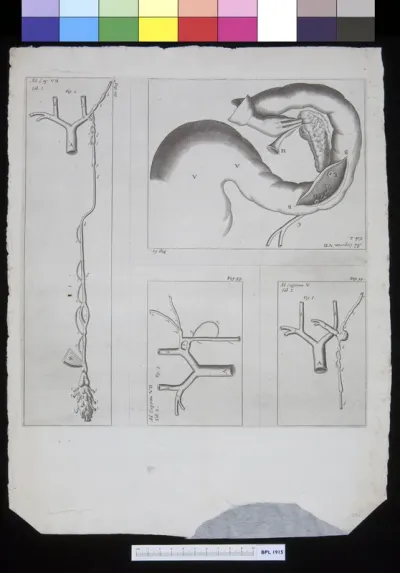 Arteries, gastrointestinal organs