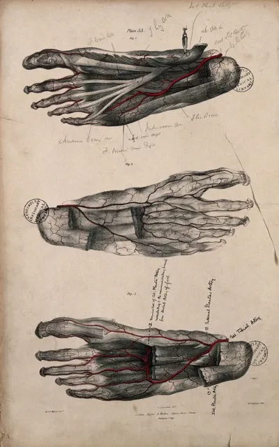 Arteries of the foot