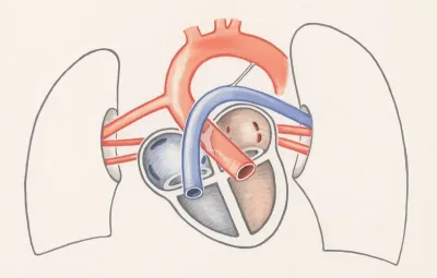 Arteries of the heart and adjacent organs