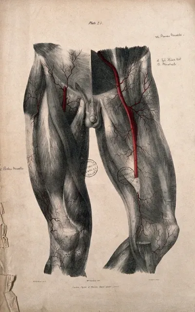 Arteries of the thigh
