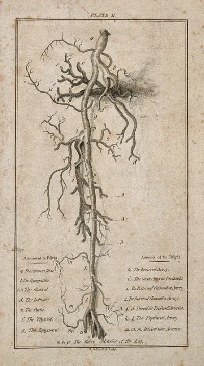 Arteries of the thigh and pelvis
