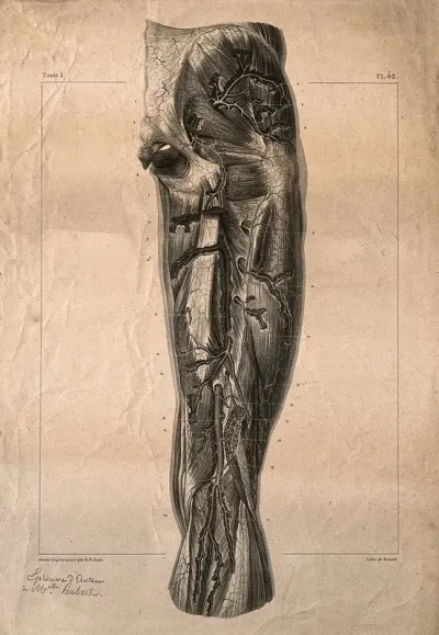 Arteries of the thigh