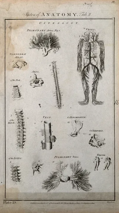 Arteries, veins and bones: fourteen figures