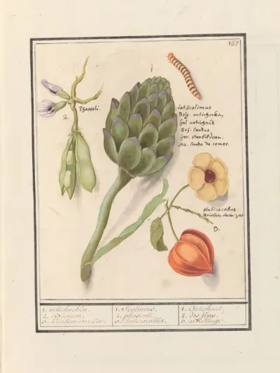 Artisjok (Cynara scolymus), tuinbonen (Vicia faba) en lampionplant (Physalis)
