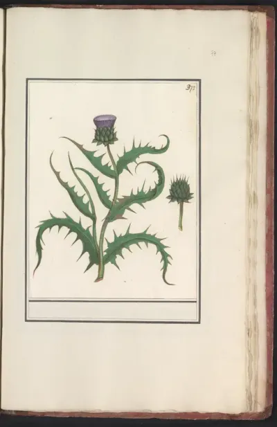 Artisjok (Cynara scolymus)