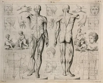 Artistic anatomy: twenty figures illustrating the proportions of the human body, including two écorché figures, small children, human hands, torsoes and faces