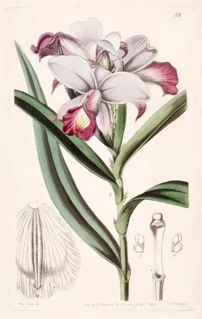 Arundina graminifolia