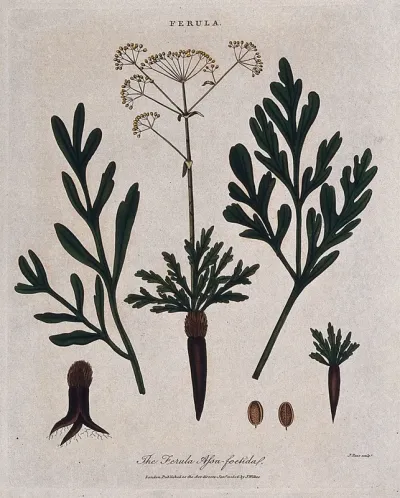 Asafoetida plant (Ferula assa-foetida): flowering stem, leaves, seeds and root