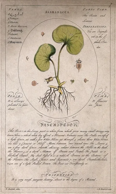 Asarabacca (Asarum europaeum L.): flowering stem with separate floral segments and cross-sections of the stem and a description of the plant and its uses