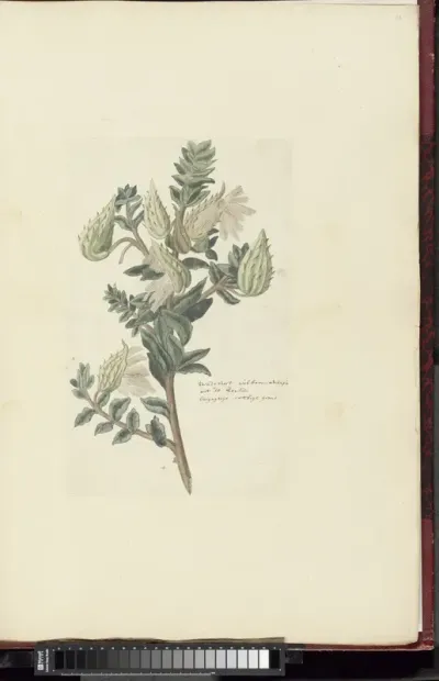 Asclepias cancellata or Gomphocarpus cancellatus Burm.f. Bruyns (Cape or Cotton milkweed)